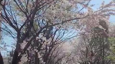 Cherry blossoms in the park