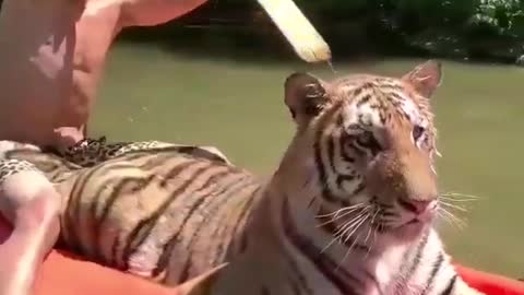 tiger riding a man's friend-boat