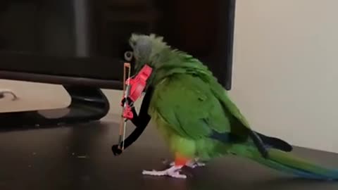 I am Parrot No Paganini -Shorts version