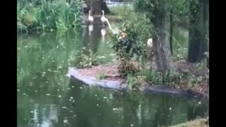 Family of flamingos