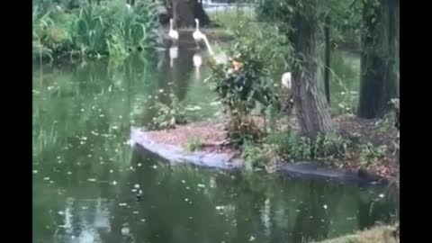 Family of flamingos