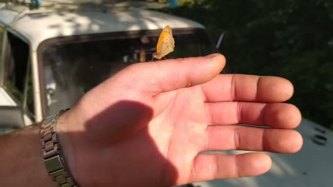 Butterfly on hand