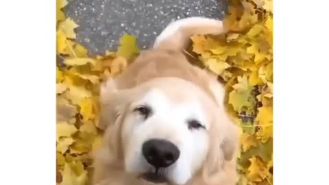 Cute Golden retriever happy leaf sweeper | so adorable 🥰🥰