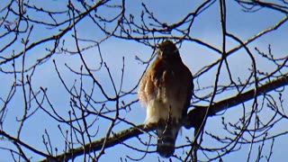 Red-shouldered hawk