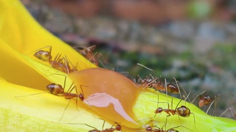 ANTS IN HONEY