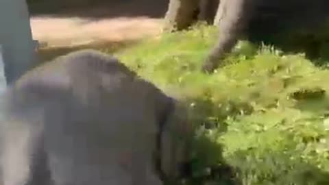 Baby Elephant - How cute & Adorable 😘😘😘
