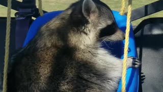 Pet Raccoon Has a Good Day