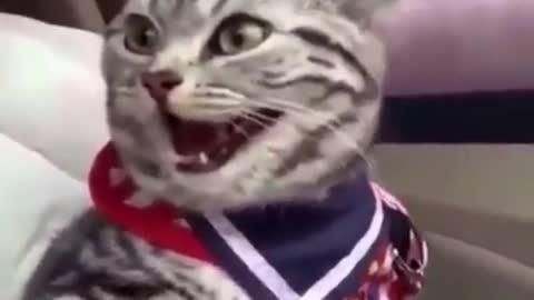 OMG Cat Laughing