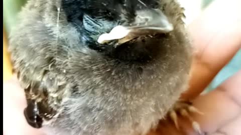 Little bird sitting on my hand