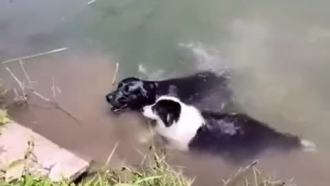 Joyful Dog swimming in hot summer