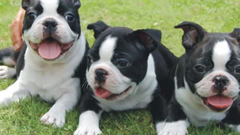 TOP TEN DOG BREEDS YOU Should LEAVE ALONE AT HOME