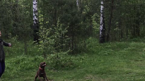 Dog Plays with a Balloon