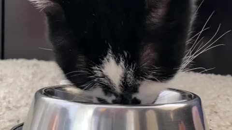 Cute cat video| eating something