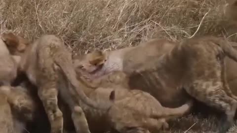Feast of the Pride: Lionesses and Cubs Devour Live Warthog 🦁🐗