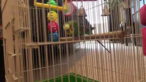 Kiwi excited for hand feeding now?