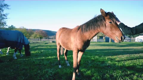 Horse SOO Cute! Cute And funny horse Videos Compilation cute moment