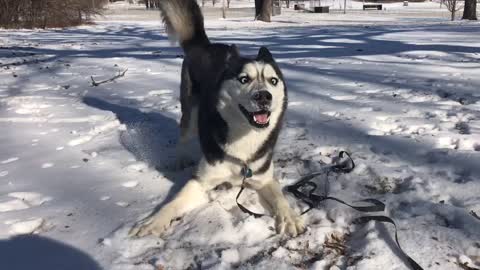 Husky overjoyed by the snow