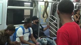 Snake hanging from hand rails subway train