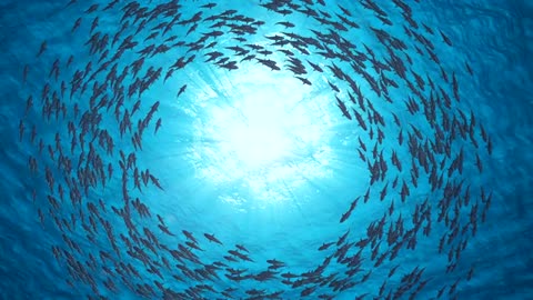 School Of Fish