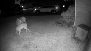 Whitetail deer in my Cypress (Houston) neighborhood 8/8/23 pm