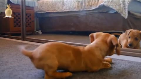 Hilarious Puppy Scared Of Its Own Reflection In A Mirror