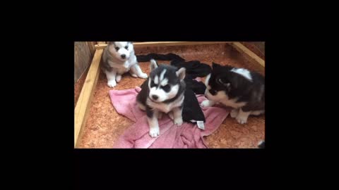 Husky puppies the first aria 🤣🤣🤣