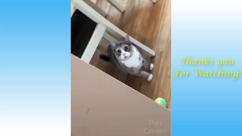 funny cat video and owner are the best friends to animals