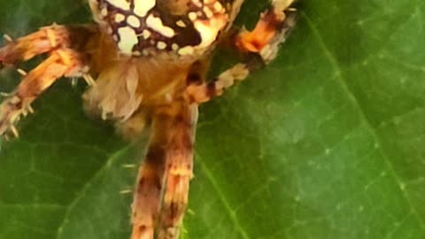 Cross spider in close-up on a leaf / beautiful insect in nature.