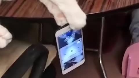 Cat save this Phone