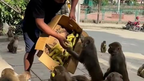 Feeding a Box of Bananas to a Group of Hungry Monkeys