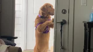 Golden Retriever Lets Itself Inside