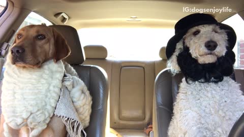 Brown dog and white dog sitting in car with white beards on black hat