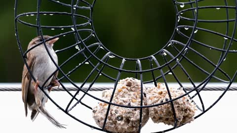 bird sparrow sperling animal rain