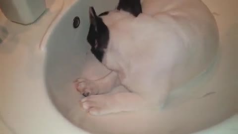 French Bulldog puppy plays in the sink
