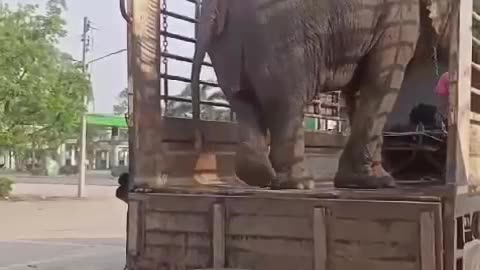 Elephant loading in a truck