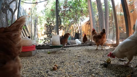 Backyard Chickens Fun Relaxing Video Sounds Noises Hens Roosters!