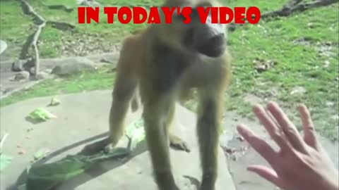 Funniest fails in the zoo! TRY NOT TO LAUGH COMPILATION (95% FAIL)