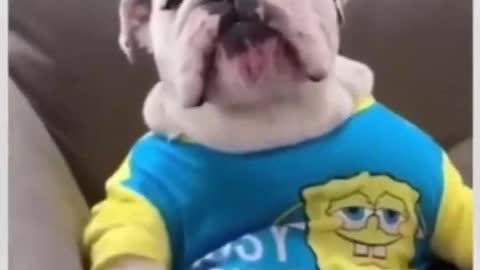 Top Funny Cute Dog Videos and TIKTOK Compilation