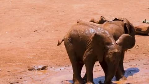Elephant pet mud bath