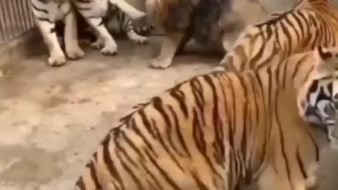 three Tigers v/s one lion's power