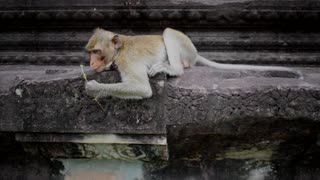 The boring monkey