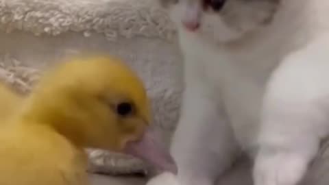 Who wins, cat or duck?