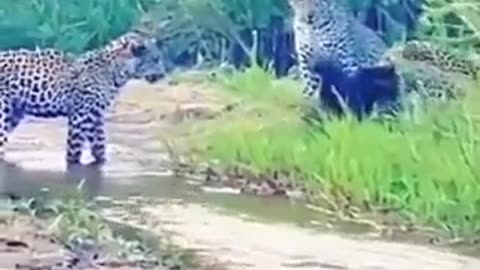 Honey Badger against 3 Leopards.