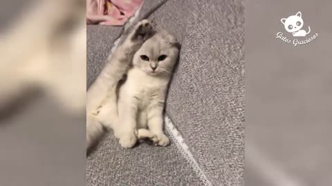 Graceful Cats - Funny Cats Laugh Videos # 6