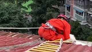 Firemen Save Pooch Stuck On Tile Roof Viewing Scenery