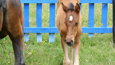 Footage of a foal near a bigger horse