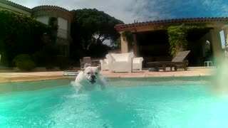 Bulldog Boris makes his own Pool Party Video