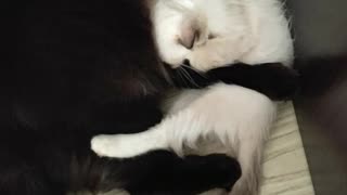 My cat loves her lil Sister (Betty Hugging Stella)