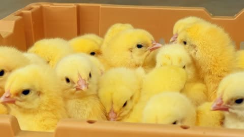 View of the heads of baby chicks in a basket