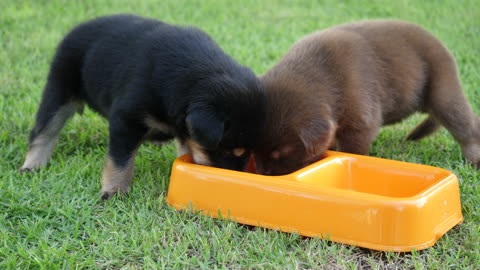 cute puppy drinking milk on a pet plate